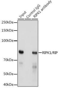 Immunoprecipitation analysis of 300µg extracts of HeLa cells using 3µg of Anti-RIP Antibody [ARC0059] (A309230). This Western blot was performed on the immunoprecipitate using Anti-RIP Antibody [ARC0059] (A309230) at a dilution of 1:500.