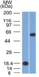 Western blot analysis of (A) recombinant OCT-2 protein and (B) Daudi cell lysate using Anti-OCT-2 Antibody [Oct2/2137]