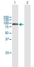 Anti-NTRK3 Mouse Polyclonal Antibody