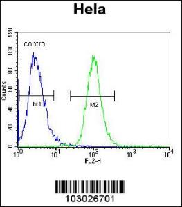 Anti-AKT2 Rabbit Polyclonal Antibody (HRP (Horseradish Peroxidase))