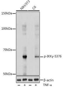 Western blot analysis of extracts of various cell lines, using Anti-IKK gamma / NEMO (phospho Ser376) Antibody (A309231) at 1:1,000 dilutio