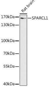 Western blot analysis of extracts of Rat brain, using Anti-SPARCL1 Antibody (A306325) at 1:1,000 dilution. The secondary antibody was Goat Anti-Rabbit IgG H&L Antibody (HRP) at 1:10,000 dilution.