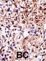 Anti-GPIP137 Rabbit Polyclonal Antibody (AP (Alkaline Phosphatase))