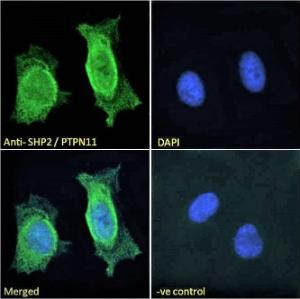 Anti-SHP2 Antibody (A83775) - Immunofluorescence analysis of paraformaldehyde fixed HeLa cells, permeabilized with 0.15% Triton. Primary incubation 1hr (10 µg/ml) followed by Alexa Fluor 488 secondary antibody (2 µg/ml), showing nuclear and cytoplasmic staining