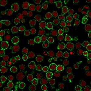 Immunofluorescent analysis of PFA fixed Jurkat cells stained with Anti-CD45RO Antibody [190-2F25] followed by Goat Anti-Mouse IgG (CF&#174; 488) (Green) The nuclear counterstain is RedDot