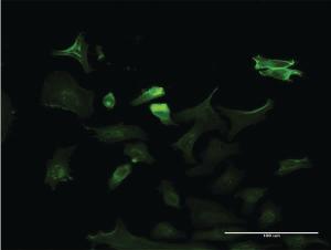 Anti-NTRK3 Mouse Monoclonal Antibody [clone: 4D5]