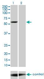 Anti-YES1 Mouse Monoclonal Antibody [clone: 2F4]