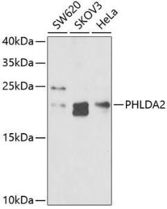 Antibody anti-PHLDA2 100 µl