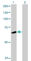 Anti-WDR16 Mouse Polyclonal Antibody