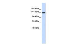 Anti-DAAM1 Rabbit Polyclonal Antibody