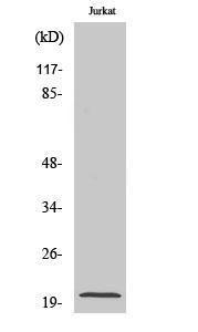 Western blot analysis of various cells using Anti-MRPL54 Antibody