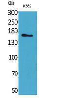 Anti-LAMC2 antibody