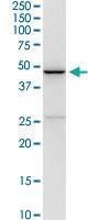 Anti-CD5L Rabbit Polyclonal Antibody