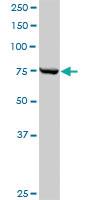 Anti-CPSF3 Rabbit Polyclonal Antibody