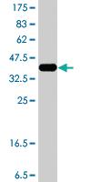 Anti-MYO9A Mouse Polyclonal Antibody