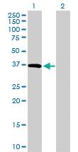 Anti-CD5L Rabbit Polyclonal Antibody