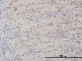 Anti-APEX1 Mouse Polyclonal Antibody