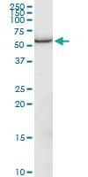 Anti-GPI Mouse Polyclonal Antibody