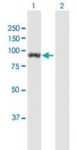 Anti-UNC45B Mouse Polyclonal Antibody