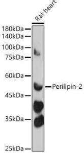 Western blot analysis of extracts of Rat heart, using Anti-ADFP Antibody (A9828) at 1:500 dilution