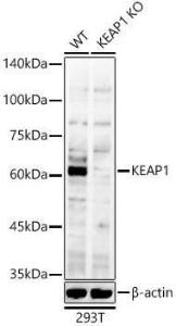 Western blot analysis of extracts from wild type(WT) and KEAP1 Rabbit polyclonal antibody knockout (KO) 293T cells, using Anti-Keap1 Antibody (A309232) at 1:1,000 dilution. The secondary antibody was Goat Anti-Rabbit IgG H&L Antibody (HRP) at 1:10,000 dilution.