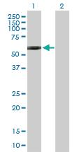 Anti-GPI Mouse Polyclonal Antibody