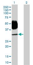 Anti-SLAMF6 Mouse Polyclonal Antibody