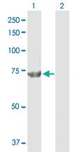 Anti-CPSF3 Rabbit Polyclonal Antibody