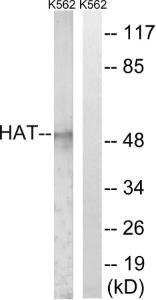 Antibody anti-HAT 100 µg