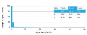 Analysis of protein array containing more than 19000 full-length human proteins using Anti-OCT-2 Antibody [Oct2/2137]