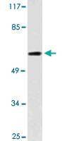 Anti-NEURL1 Rabbit Polyclonal Antibody