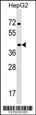 Anti-KCTD13 Rabbit Polyclonal Antibody