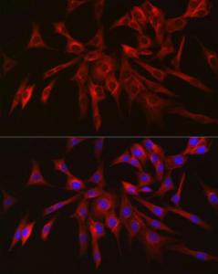 Immunofluorescence analysis of NIH/3T3 cells using Anti-Keap1 Antibody (A309232) at a dilution of 1:100 (40x lens). DAPI was used to stain the cell nuclei (blue).