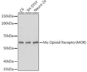 Anti-Mu Opioid Receptor antibody