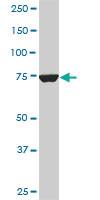 Anti-CPSF3 Mouse Monoclonal Antibody [clone: 6E6]