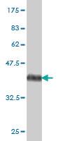 Anti-RALGPS2 Mouse Monoclonal Antibody [clone: 3F1]