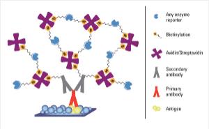 Horseradish Peroxidase, Biotinylated, Pierce™