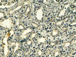 Anti-TNS1 Antibody (A83777) (4 µg/ml) staining of paraffin embedded Human Kidney. Steamed antigen retrieval with Tris/EDTA buffer pH 9, HRP-staining