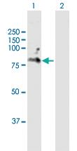 Anti-CD6 Mouse Polyclonal Antibody