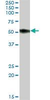 Anti-SLAMF6 Mouse Polyclonal Antibody