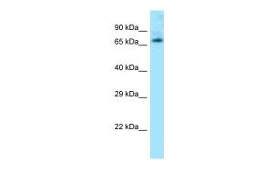 Anti-LEO1 Rabbit Polyclonal Antibody