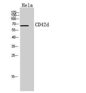 Western blot analysis of Hela cells using Anti-GP5 Antibody