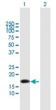 Anti-NTS Mouse Polyclonal Antibody