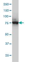 Anti-CPSF3 Mouse Monoclonal Antibody [clone: 6E6]