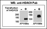 Anti-HDAC9 Rabbit Polyclonal Antibody (APC (Allophycocyanin))