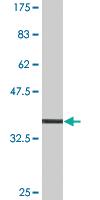 Anti-MYO9A Mouse Monoclonal Antibody [clone: 4C11]