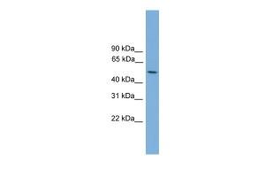 Anti-STK38L Rabbit Polyclonal Antibody