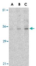 Anti-C1QTNF4 Rabbit Polyclonal Antibody