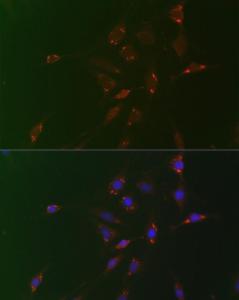 Immunofluorescence analysis of C6 cells using Anti-ADFP Antibody (A9828) at a dilution of 1:100 (40X lens). DAPI was used to stain the cell nuclei (blue)