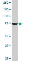 Anti-CPSF3 Mouse Monoclonal Antibody [clone: 6E6]